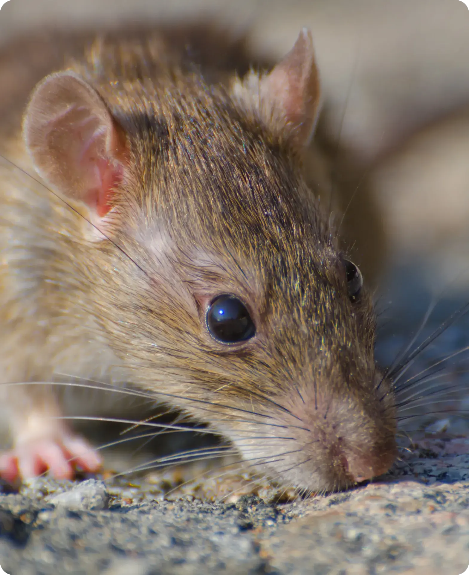 How We Permanently Seal Out Rodents in Central Valley, CA