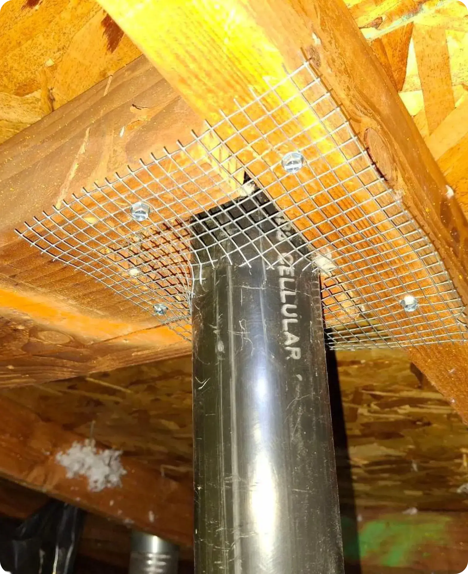 How We Permanently Seal Out Rodents in Stockton, CA