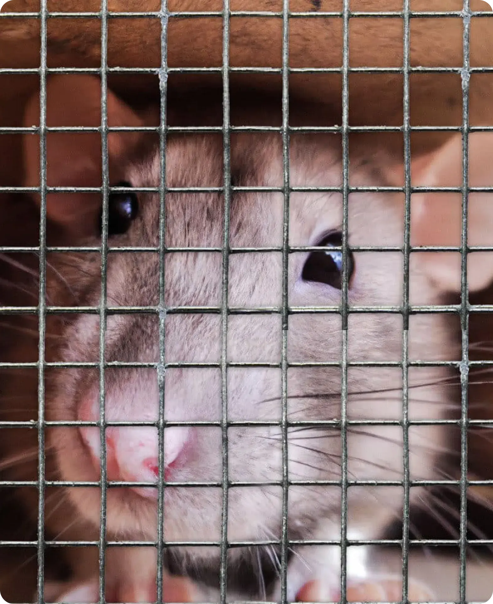 How We Permanently Seal Out Rodents in Turlock, CA