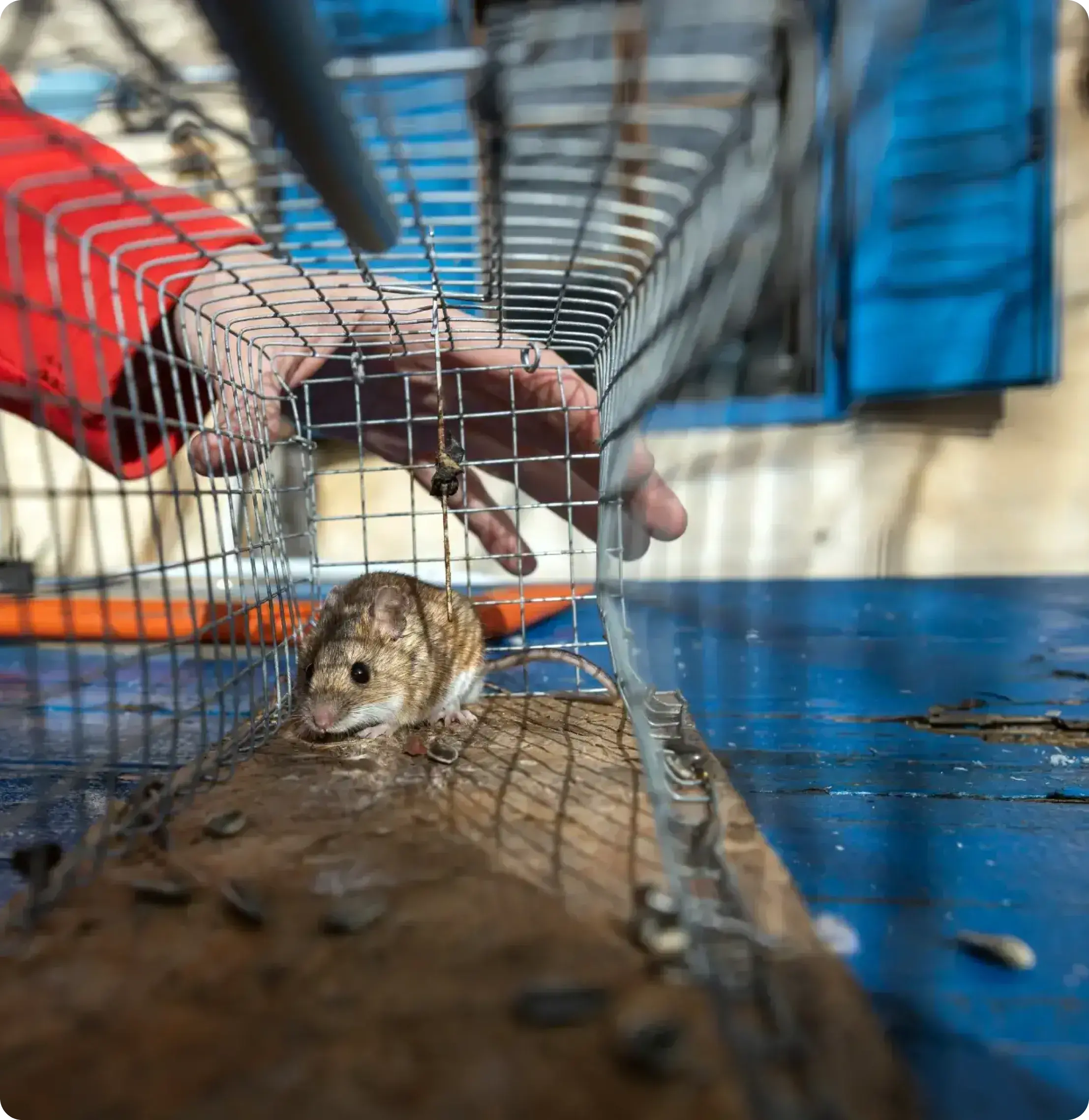 Why Choose CA ATTIC SOLUTIONS for Rodent Proofing in Turlock